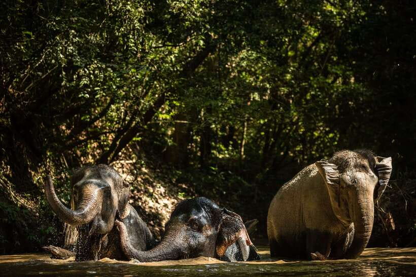 Kulen Mountain Day Trip with Picnic & Kulen Elephant Forest - From 7:30 AM Pickup to Countryside Views You Can Actually Read