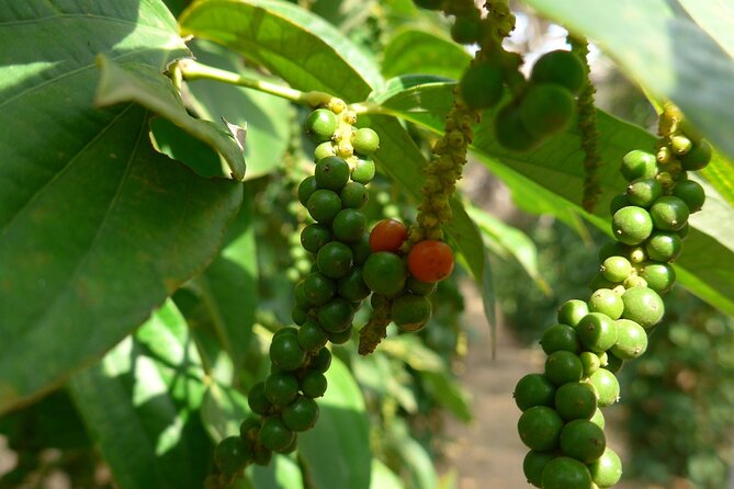 La Plantation tour (discovering Kampot Pepper) + Lunch - Key highlights to look for