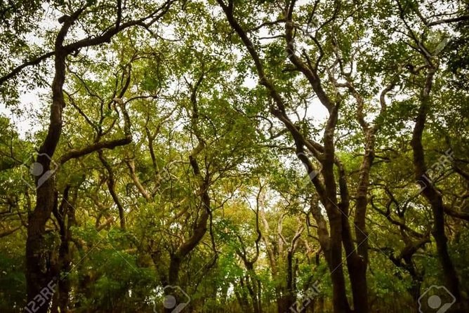 Mechrey Floating Village Tour & Mangrove from Siem Reap - Private guide energy: what makes this feel personal