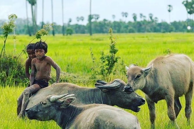 Morning Tour,Ak Phnom temple,Rice wine,Rice Paper, killing Field - Dried banana and fish market stops: the everyday economy of Battambang