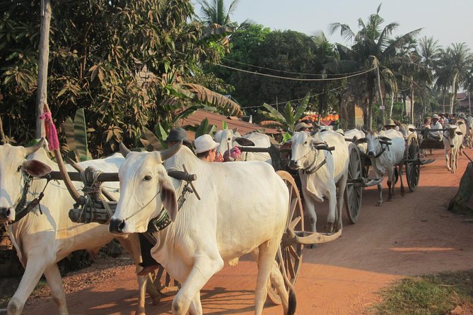 Ox-cart Culture Tour, Countryside Experince in Siem Reap - Meeting the Chreav community and why ecotourism shows up here