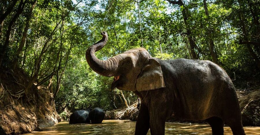 Phnom Kulen Park: Tour with Elephant Forest from Siem Reap - Practicalities that save your day: shoes, insects, and sweat-proof plans