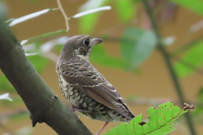 Phnom Penh Birding Experience and Brunch - The 6:00am start is not a gimmick