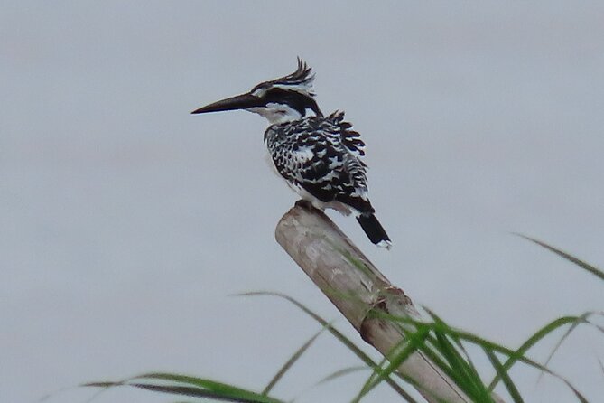 Phnom Penh Birding Experience and Brunch - Breakfast and coffee with a small lake view