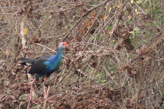 Phnom Penh Birding Experience and Brunch - The Cambodian Tailorbird search in the Skyland area