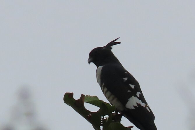 Phnom Penh Birding Experience and Brunch - What you can realistically expect to see