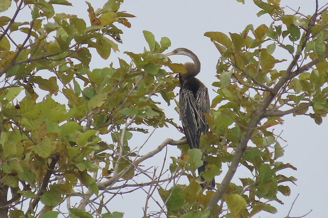Phnom Penh Birding Experience and Brunch - Guide and group size: how it affects your spotting