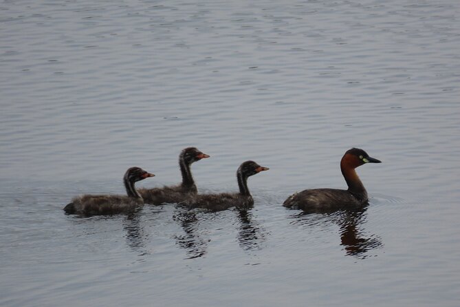 Phnom Penh Birding Experience and Brunch - Price and value: $85 for a full half-day in bird country