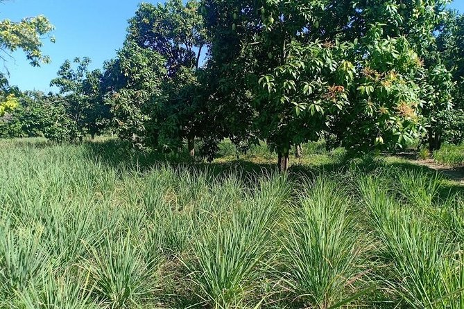 Phnom Penh Countryside Cycle Tour - Price and Value: Why $45 Feels Fair Here