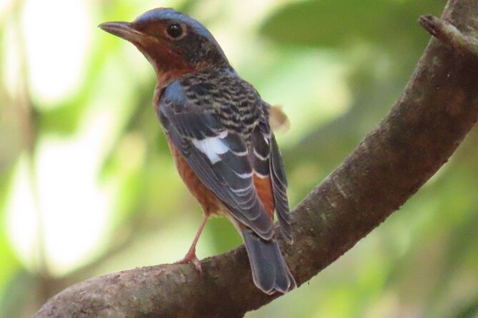 Phnom Penh & Kirirom National Park Birds Tour - Key highlights you should care about