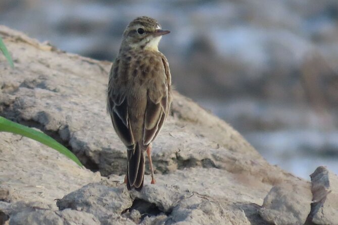 Phnom Penh & Kirirom National Park Birds Tour - What “moderate birding” really means for you