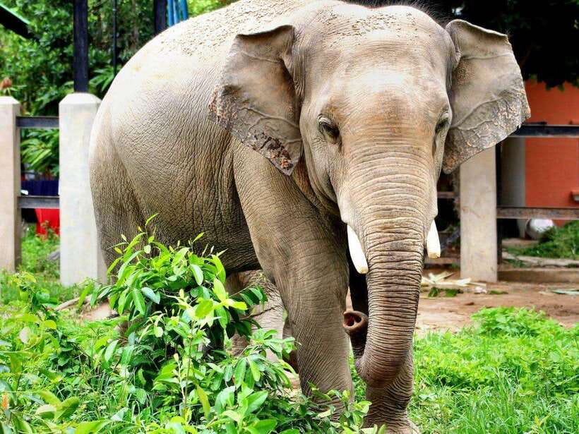 Phnom Tamao Wildlife Center & Buddha Kiri Cambodia Day Tour - FAQ