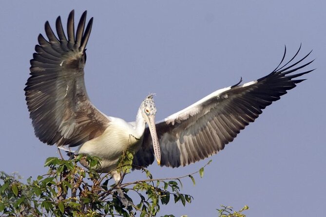 Prek Toal Birds Sanctuary and floating Village Private Day Tour - Key things to know before you go