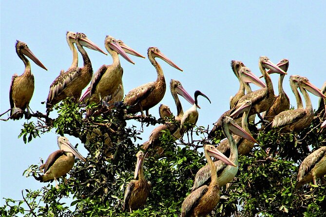 Prek Toal Birds Sanctuary and floating Village Private Day Tour - Why Prek Toal Bird Sanctuary is the main event on this Tonle Sap route