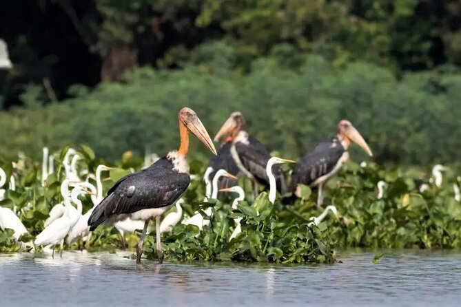 Prek Toal Birds Sanctuary and floating Village Private Day Tour - Stop 2, Tonle Sap Lake cruising: the real reason this is more than a bird trip