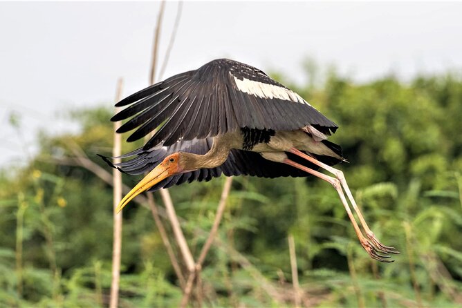 Prek Toal Birds Sanctuary and floating Village Private Day Tour - Stop 4, Prek Toal Bird Sanctuary: where the bird spotting takes center stage