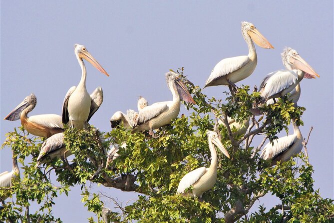 Prek Toal Birds Sanctuary and floating Village Private Day Tour - Stop 5, Tonlé Sap Biosphere Reserve: the “why it’s protected” part