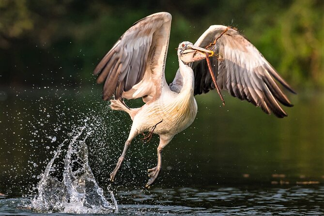 Prek Toal Birds Sanctuary and floating Village Private Day Tour - The day at a glance: how the itinerary keeps moving without feeling chaotic