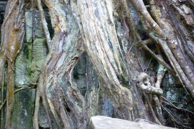 Private Angkor Wat Day Tour - Best of Angkor - Ta Prohm jungle temple: dramatic roots, but plan your pace