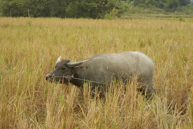 Rice Fields & Rural Villages Tour - Price and value: what $69 covers and why it feels fair