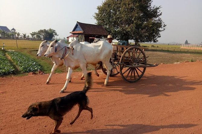 Rice Fields & Rural Villages Tour - From pickup to first pedals: what’s set up for you