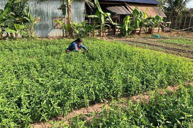 Rural Countryside Experience Tour in Siem Reap - Why This Siem Reap Countryside Tour Works Better Than a Temple Only Day
