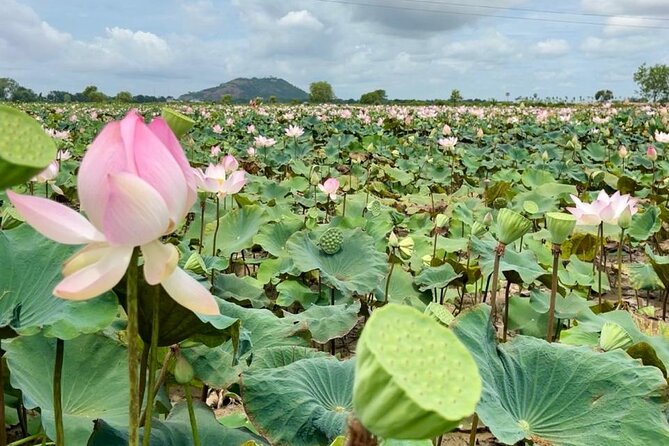 Rural Countryside Experience Tour in Siem Reap - Morning (8:30 to 1:30) or Evening (2:30 to 7:30), How to Pick
