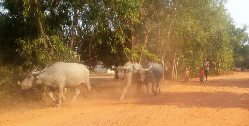 Siem Reap: 3-Hour Ancient Trails Motorbike Tour - The Guide Makes the Difference, and You’ll Feel It in the Riding