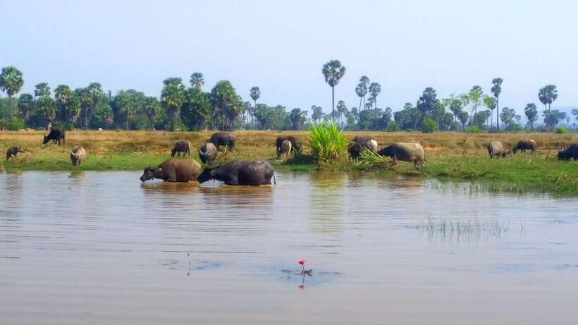 Siem Reap: 6-Hour Easy Rider Motorbike Tour - Chai Village monastery and the quiet contrast of rural Cambodia