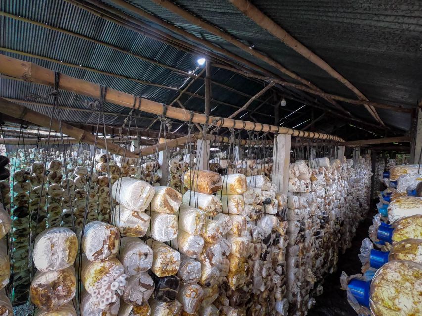 Siem Reap: Afternoon Cooking Class & Village Tour - Vegetable and Mushroom Farms: Where Your Menu Starts