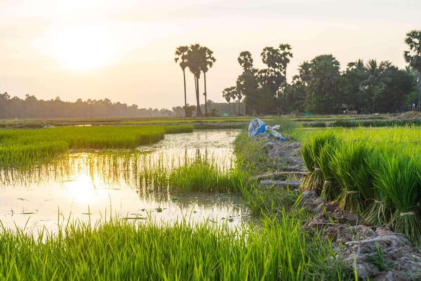 Siem Reap: Afternoon Cooking Class & Village Tour - Herb Tastings and Sauce Skills With the Chef