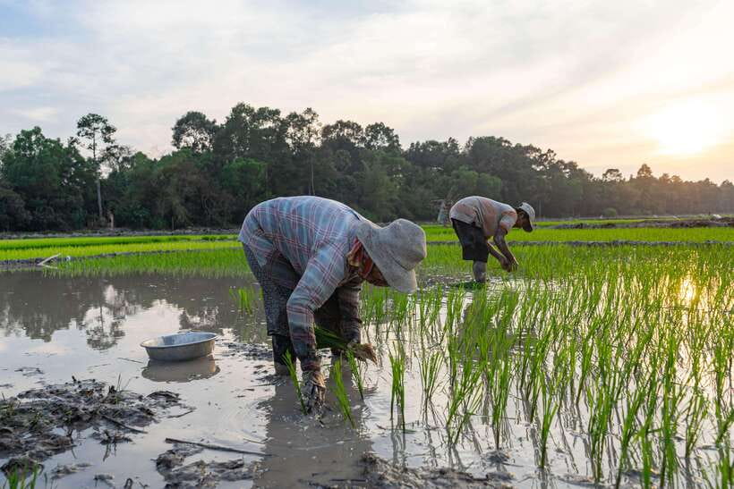 Siem Reap: Afternoon Cooking Class & Village Tour - Price and Logistics for a 4-Hour Class Worth $35