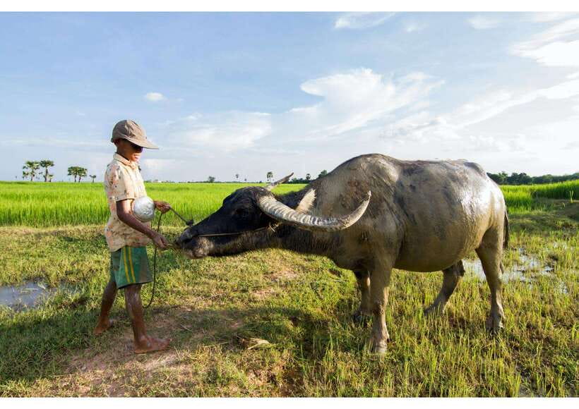 Siem Reap: Afternoon Cooking Class & Village Tour - Rice Paddies, Temples, and the Ride Out of Town