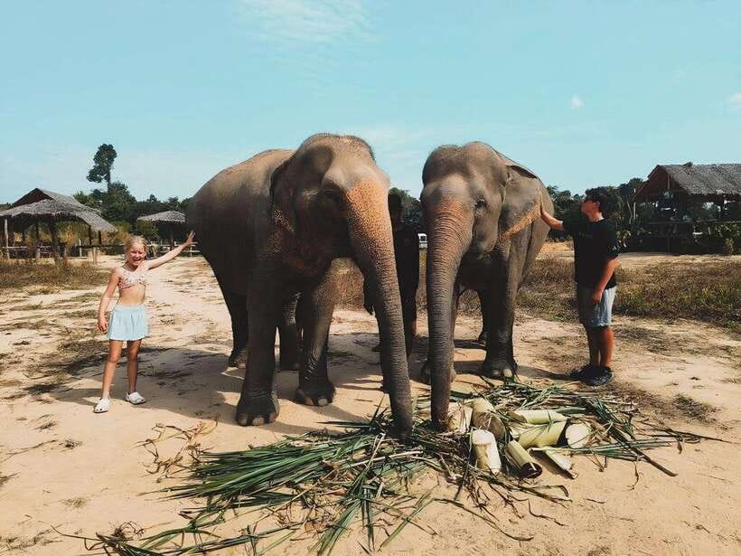 Siem Reap: Elephant Sanctuary Included Hotel Pickup Drop-off - Price and Value: Is $128 Worth It?