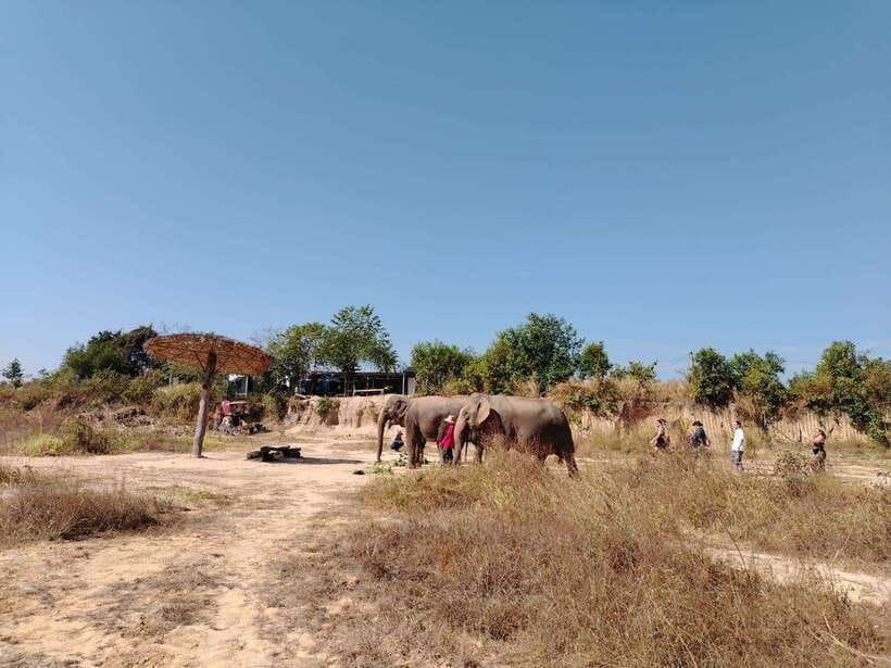 Siem Reap: Elephants & Apopo Rat Demining Private Trip - How this Siem Reap day flows, elephants first or rats first