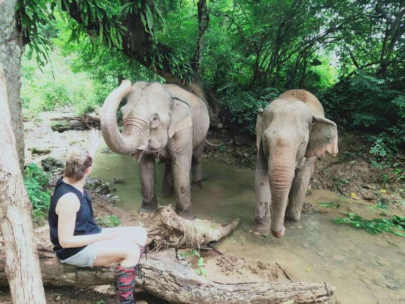 Siem Reap: Elephants & Apopo Rat Demining Private Trip - Elephant Sanctuary with expert guidance and close, respectful feeding