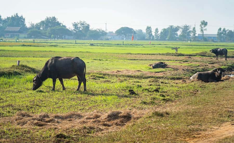Siem Reap: Guided Countryside Bike Tour - Meeting Your Guide, Bike Fitting, and Staying Comfortable