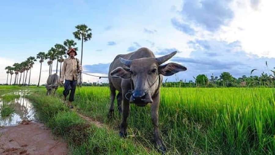 Siem Reap: Guided Countryside Sunset Tour by Jeep - Secret Stop Sunset: Watching the Day Switch Off Over the Rice