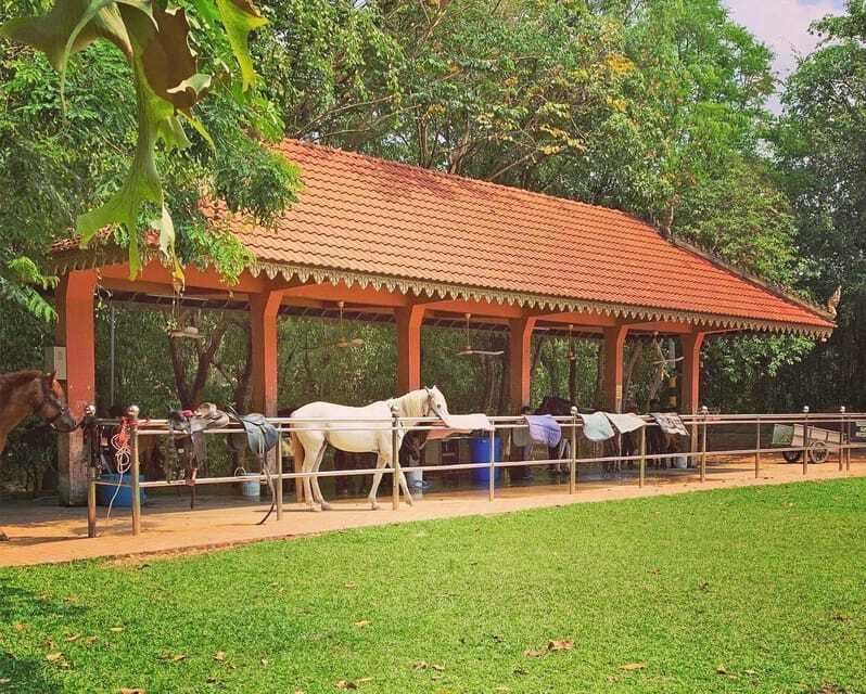 Siem Reap Happy Horse Riding Free Pick-up & Drop-off - Rider Reality Check: Weight, Safety, and Who Should Go