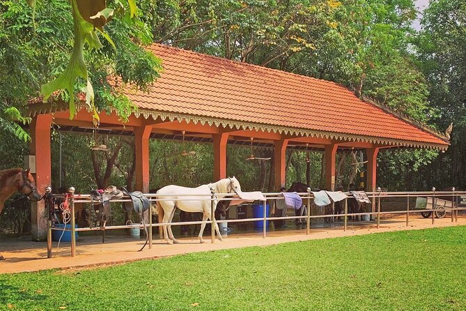 Siem Reap Happy Horse Riding Free Pick-up & Drop-off - Getting picked up by tuk tuk and ready at the farm