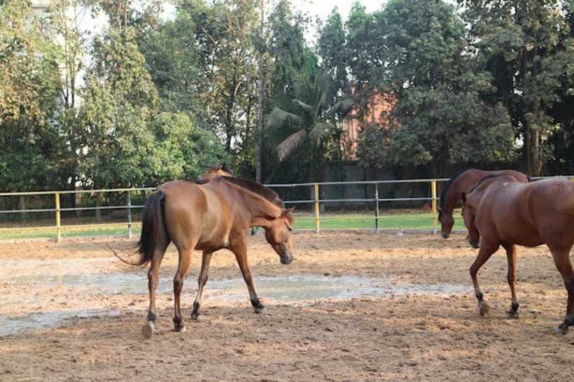 Siem Reap Happy Horse Riding Free Pick-up & Drop-off - The Cambodian Countryside Vibe You Can Feel
