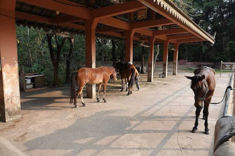 Siem Reap Happy Horse Riding Free Pick-up & Drop-off - What’s Included, What’s Not, and How That Affects Your Day