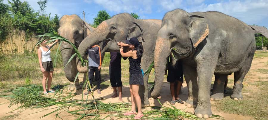 Siem Reap: Kulen Elephant Forest Guided Tour - Kulen Elephant Forest in One Day: How the 8-Hour Flow Works