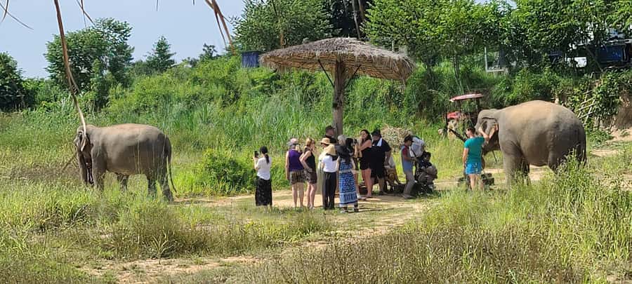 Siem Reap: Kulen Elephant Forest Guided Tour - First Elephant Time: Handmade Snacks, Close Watching, and Photo Moments