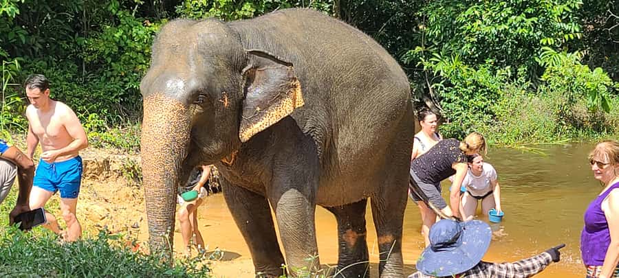 Siem Reap: Kulen Elephant Forest Guided Tour - Pondside Elephant Social Life: Watching Behavior You Can Actually Understand