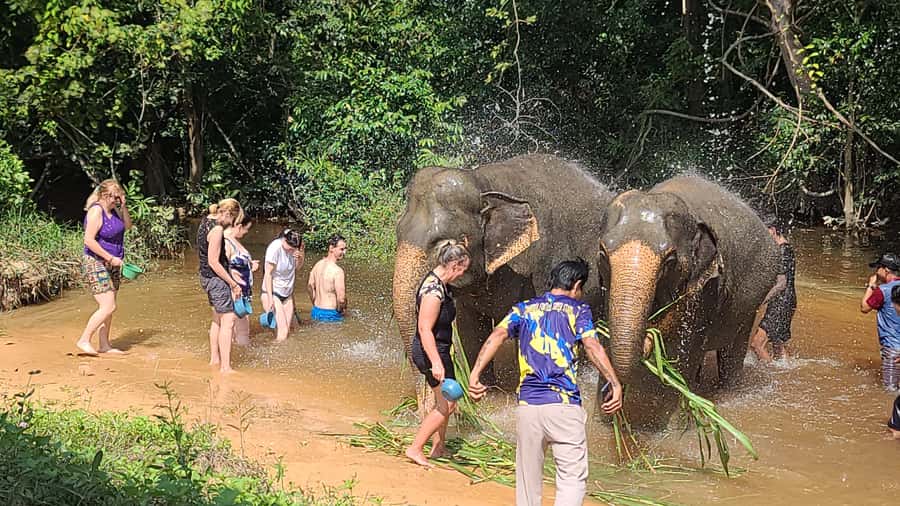 Siem Reap: Kulen Elephant Forest Guided Tour - Guides, Mahouts, and the Calm Behind the Scenes