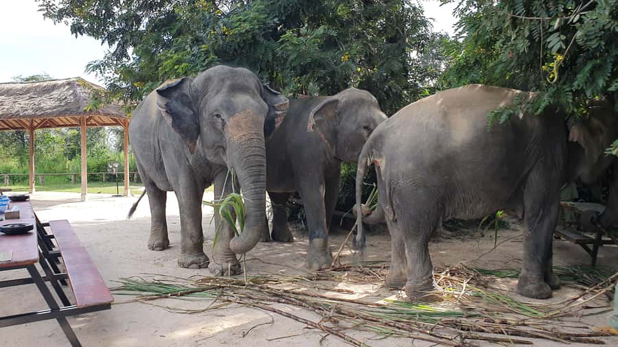 Siem Reap: Kulen Elephant Forest Guided Tour - Where You Meet and How Transfers Run From Siem Reap