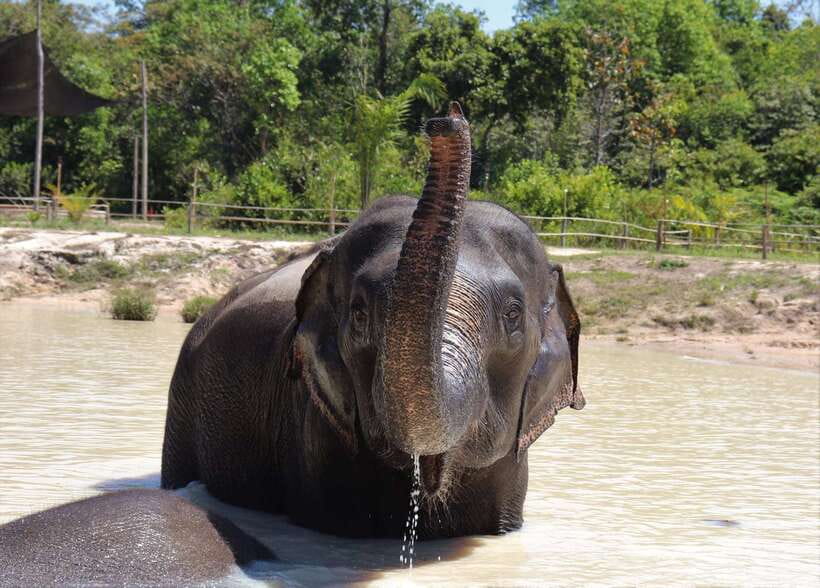 Siem Reap: Kulen Elephant Forest & Tonlesap Lake - Who should book this elephant and lake combo