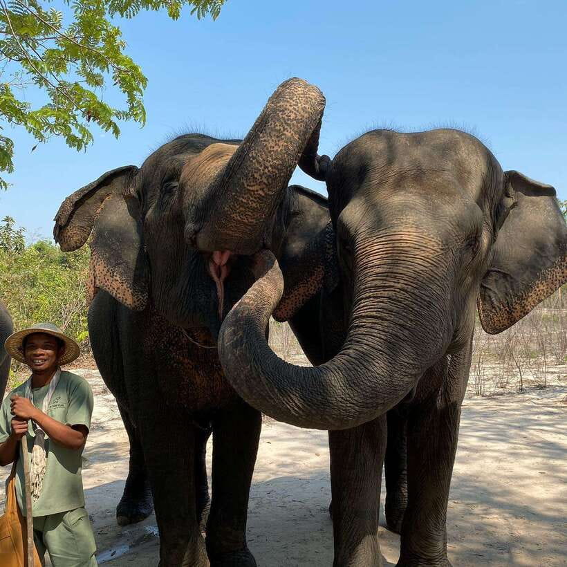 Siem Reap: Kulen Elephant Forest & Tonlesap Lake - Kulen Elephant Forest: the elephant day starts with care and context