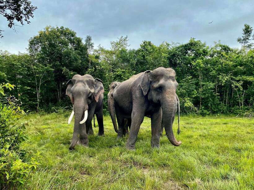 Siem Reap: Kulen Elephant Forest & Tonlesap Lake - The guided 2-kilometer trek and waterfall views